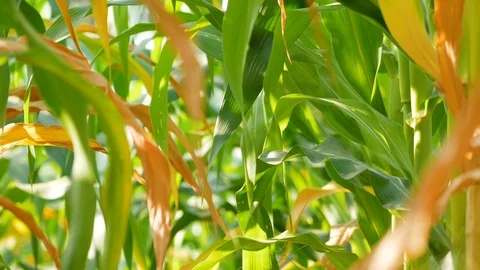 Yellow and green leaves on corn in farm Stock Footage 102407997
