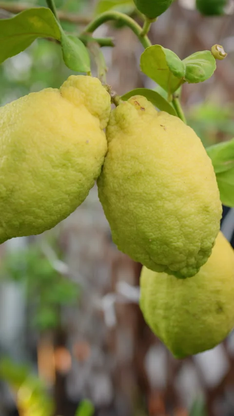 Yellow and green lemons growing on a branch of a citrus tree, providing fresh Stock Footage 342853922