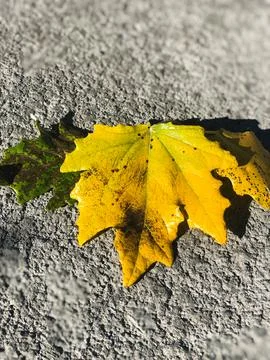 Yellow and green maple leaf on the asphalt surface. Autumn background. Foto stock