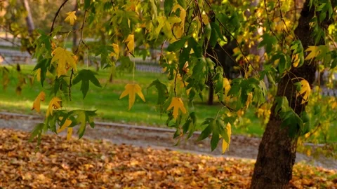 Yellow And Green Maple Leaves Swaying On Branches Before Foliage.  Stock Footage 166806801