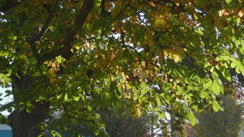 Yellow and Green Maple Tree Leaf Spring Leaves Plant Foliage Stock Footage 151914535