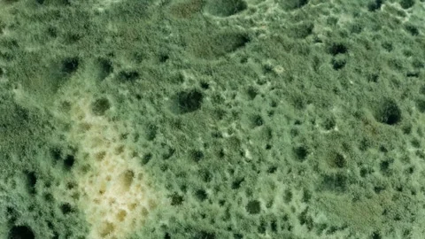 Yellow and green mold on bread. background Stock Footage 313888366