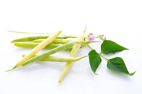 Yellow and green string bean with leaves and blossom isolated . Stock Photos
