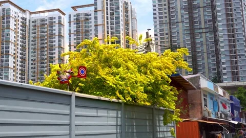 Yellow and Green Tree Leaves Swaying in Wind - Bangkok City 4K Stock Footage 345577940