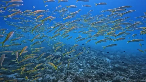 Yellow and grey fish Video stock 331062520