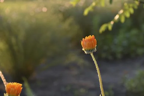 Yellow and orange asters in the rays of the setting sun on the background of  Stockfoto's