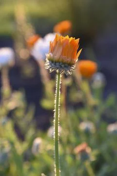 Yellow and orange asters in the rays of the setting sun on the background of  Stock Photos