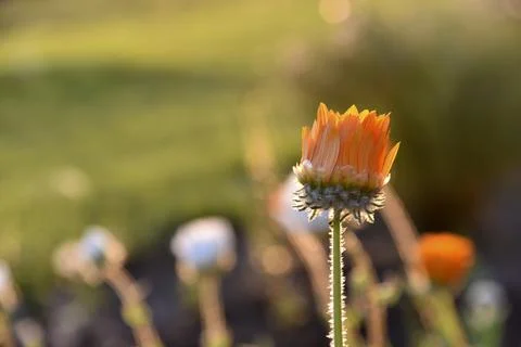 Yellow and orange asters in the rays of the setting sun on the background of  Stockfoto's