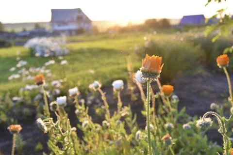 Yellow and orange asters in the rays of the setting sun on the background of  Foto stock