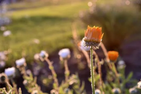 Yellow and orange asters in the rays of the setting sun on the background of  Stockfoto's
