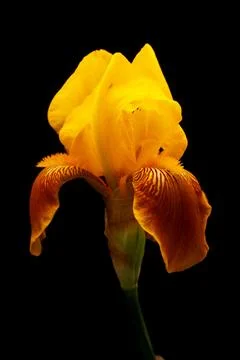 Yellow and orange bearded iris isolated on black Stock Photos