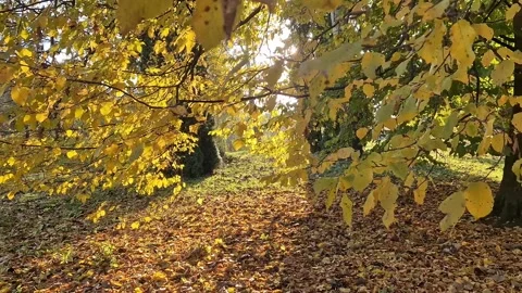 Yellow and orange bright background of leaves in autumn Stock-Footage 289559832