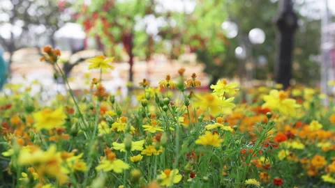 Yellow and orange daisies in wind. Stock Footage 303367696