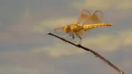 Yellow And Orange Dragonfly Sitting On Stick, Then Flies Away - Insects Nature Stock Footage
