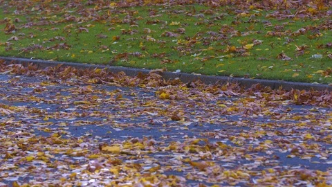 Yellow and Orange Fall Leaves Covering a Road Stock Footage 97724754