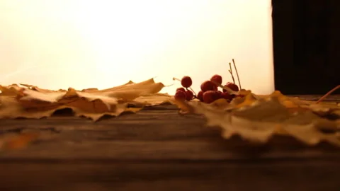 Yellow and orange fallen maple leaves on white background. Video stock 123378958