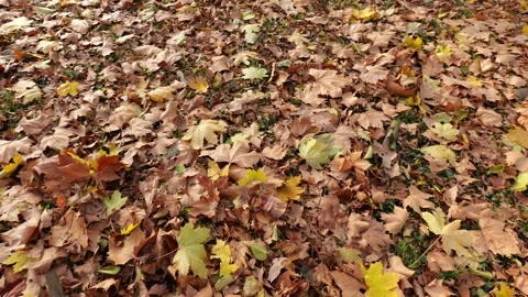 Yellow and orange leaves trees in the park Stock Footage 296799505