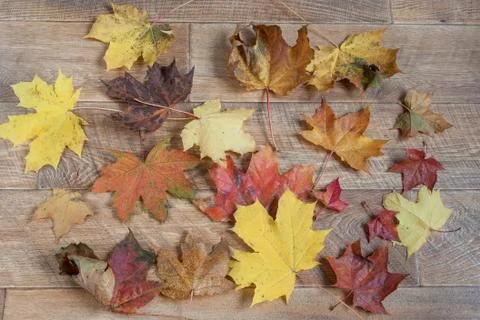 Yellow and orange maple leafs are lying on wooden desk. Rural scene. Stock Photos
