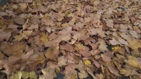Yellow and orange maple leaves everywhere on the sidewalk Stock Footage 344800198