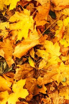 Yellow and Orange Maple Leaves on the Ground. Autumn Nature Background Stock Photos