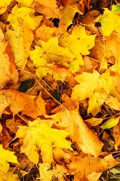 Yellow and Orange Maple Leaves on the Ground. Autumn Nature Background Stock Photos