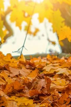 Yellow and Orange Maple Leaves on the Ground. Autumn Nature Background Stock Photos