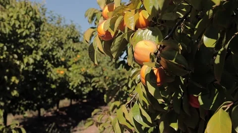 Yellow and orange peach ripens on tree. Autumn garden in the country. Concept of Stock Footage