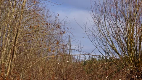 Yellow and orange trees with blue sky in the background Stock Footage 293074535