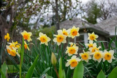 Yellow and Orange Tulips in a Patch of Grass Stock Photos