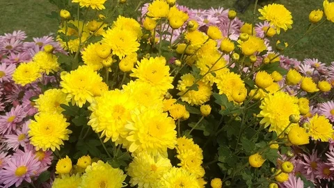 Yellow and Pink flowers inside a Garden Stock Footage 126285657