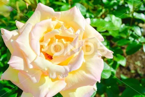 Yellow and pink rose flower. Close-up photo of garden flower with shallow DOF Stock Photos