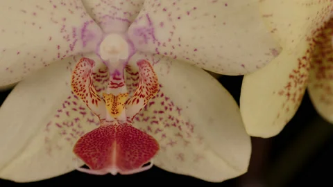 Yellow and pink spotted moth orchid flowers - black bkgd - close up 3. 4K tripod Stock Footage 237336248