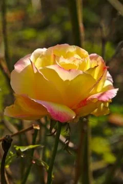 Yellow and pink wild rose, wild natural Stock Photos