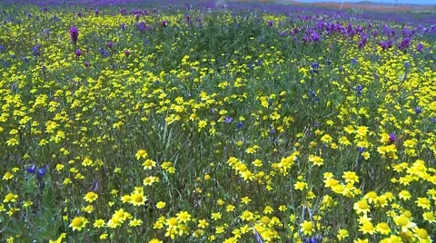 Yellow and purple Stock Footage 1002335