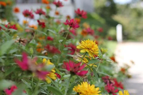 Yellow and Purple Zinnia Flowers in Bloom Stock Photos