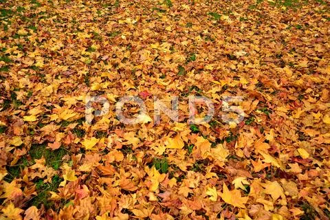 Yellow and red autumn leaves place covered Stock Photos