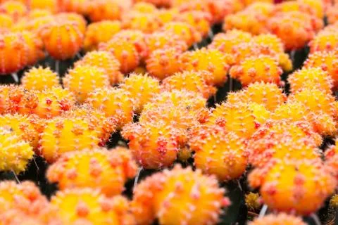 Yellow and red cactus pattern Stock Photos