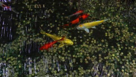 Yellow and red carp in a pool with shimmering coins at the bottom Stock Photos