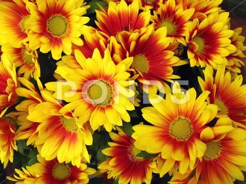 Yellow and red chrysanthemums Stock Photos