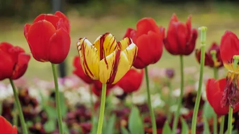 Yellow and red flower in a field Vídeo Stock 345100705