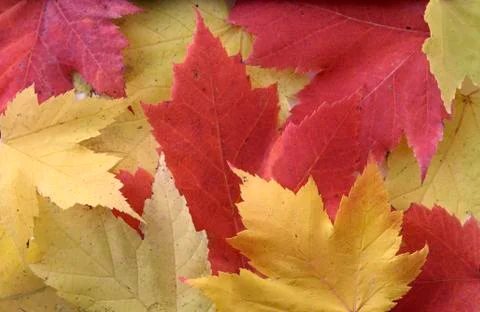Yellow and red leaf background Stock Photos