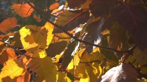 Yellow and red leaves Stock-Footage 123209111