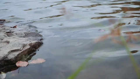 Yellow and red maple leaves fall into the water Stock Footage 119003294
