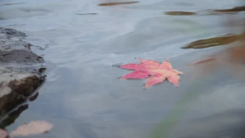 Yellow and red maple leaves fall into the water 스톡 동영상 119003665