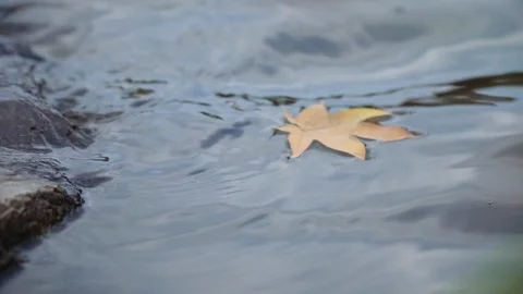 Yellow and red maple leaves fall into the water Stock-Footage 119004337