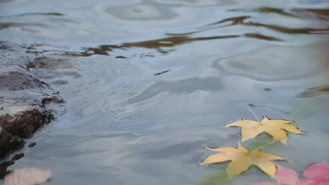 Yellow and red maple leaves fall into the water 動画素材 119004774