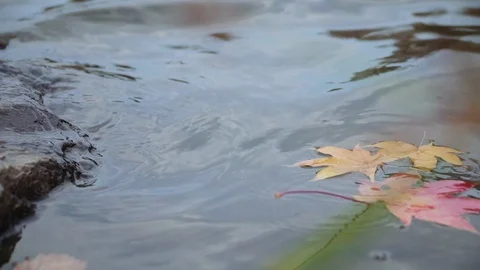 Yellow and red maple leaves fall into the water Stock Footage 119006045