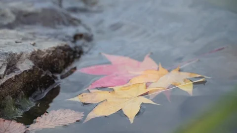 Yellow and red maple leaves fall into the water Stock Footage 119007601