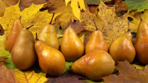 Yellow and red maple leaves fall on the fresh Bosc pears, slow motion Stock Footage 319960791