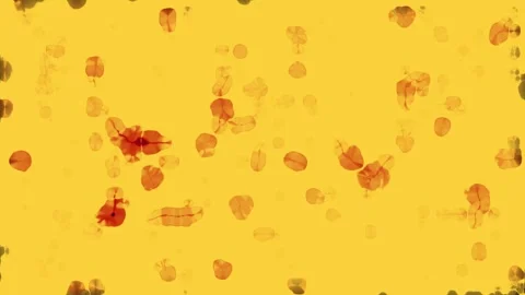 Yellow and red particles with black stripes in cinematic motion during a su.. Stock Footage 340951871